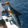 Five Tips To Catching Marlin